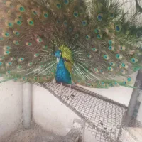 تخم طاووس