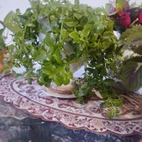 گل طبیعی بزرگ با گلدان