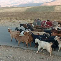 خر الاغ ماده