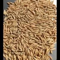 بذر ندا بوجاری شده