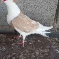 دمگیر زرد دوبهر ماده