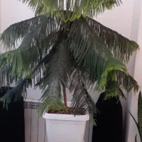 کاج مطبق