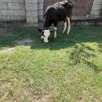 لیشه ،گاوعروسک آماده به فحل(تخم)