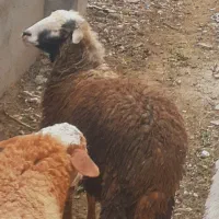 بره نر ۲۸ کیلویی سالم و سرحال