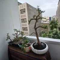 بنسای جید کراسولا خرفه ای