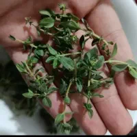 آویشن کوهی تروتازه