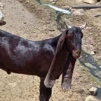 نر بز بز قوچ بزغاله خطی ارتشی وکاموری