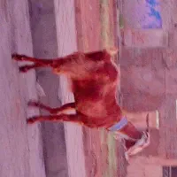سلام یه عدد بز ماده نجدی اصل ابستن