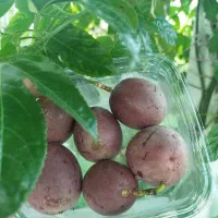 پشن فروت میوه استوایی بسته ۲۰۰ گرمی