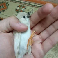 فنچ زبرا