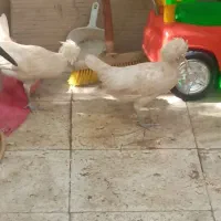 مرغ لهستانی تخمکن
