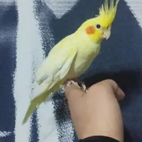 عروس هلندی ماده اهلی