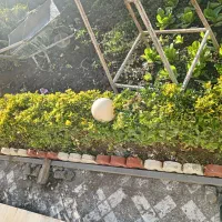 فروش شمشاد های ابلق شاداب