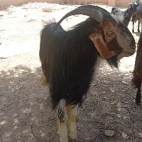 بز نر هیکل