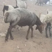 قوچ  چینی افشار