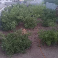زمین مسکونی سخوید