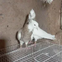 طوقی|پرنده|تربتحیدریه, پائین ولایت|دیوار