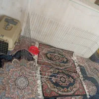 قفس