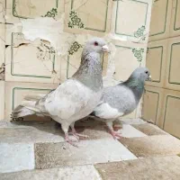 کفتر|پرنده|شیراز, لب آب|دیوار