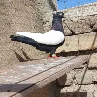 ماده سینه سیاه