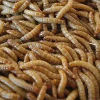 میلورم یا لارو سوسک تاریکی
