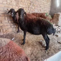 میش کاور قوچ  بز.بره
