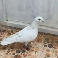 سارابگن ماده