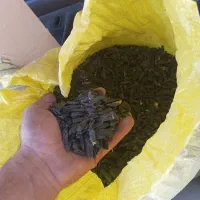 تخمه سیاه
