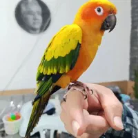 نیاز منده یک طوطی خورشیدی ماده مولد هستم