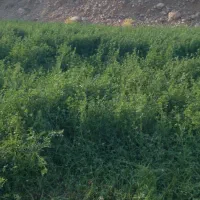 یونجه|خدمات باغبانی و درختکاری|آبدانان, |دیوار