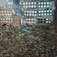 الماسی