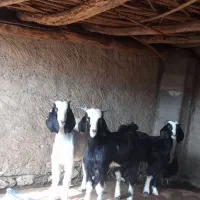 فروش 3راس کهره چاق