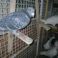 پلاکی نر