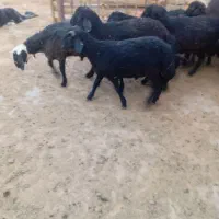 بیست عدد بره چاق چره شده