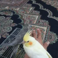 عروس پاریس نروماده ۵ماهه