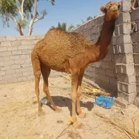 یک شتر ماده رودباری اصیل فروشی