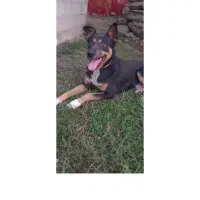 سگ نژاد ژرمن دوبرمن دوساله