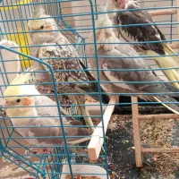 جوجه عروس دستی آماده سخنگو کردن