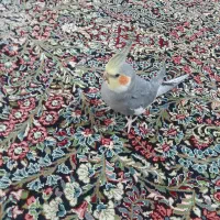 عروس هلندی گمشده