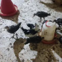 جوجه بوقلمون محلی