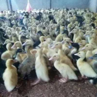 اردک شالیزار ارزک صغیر اردک نیمچه اردک 15 روزه