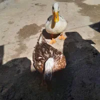 اردک نرو ماده