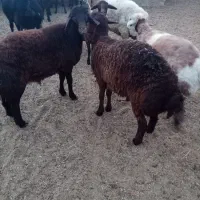 گوسفند چاق جوان مال روستا