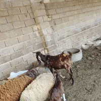 بزمیش یک عدد بزوبیگ افغانی اصیل بزهیکلی شیری جوان