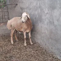 قوچ