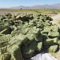پرس یونجه شری و گلنگار  یونجه خورد شده فله