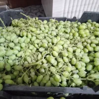 غوره درجه یک عالی