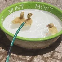 جوجه اردک