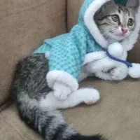 گربه خانگی