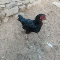 مرغ سیاه افغان